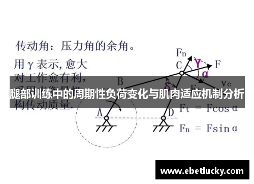 腿部训练中的周期性负荷变化与肌肉适应机制分析